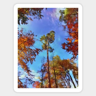 Tops of tress in an autumn setting Sticker